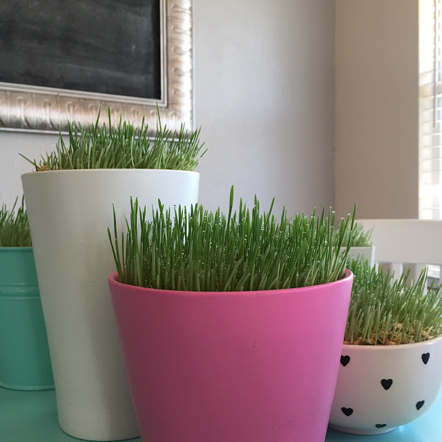 How to Plant Lenten Grass (Easter Grass)